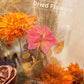 48 st Stora Torkade Blommor Stickers Set